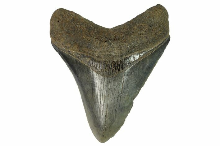 Serrated, Fossil Megalodon Tooth #124197